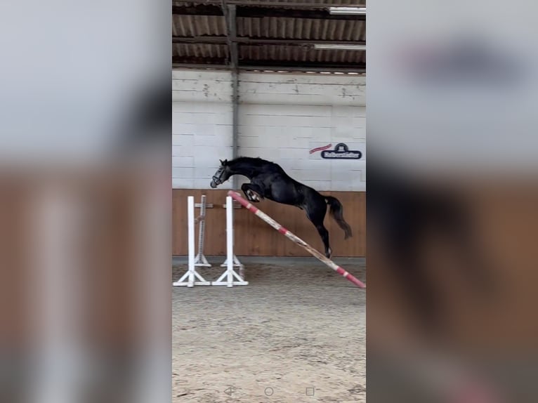 Hannoveriano Caballo castrado 5 años 165 cm Tordo rodado in Northeim