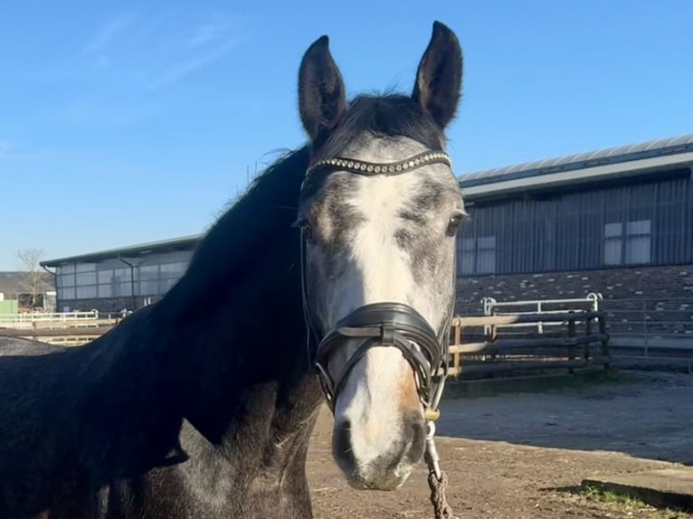 Hannoveriano Caballo castrado 5 años 165 cm Tordo rodado in Grevenbroich