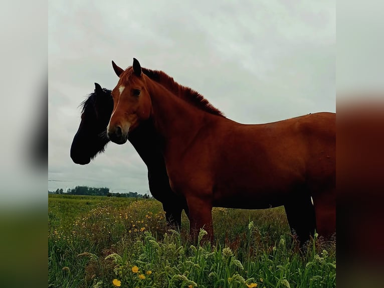 Hannoveriano Caballo castrado 5 años 166 cm Alazán in Seeth