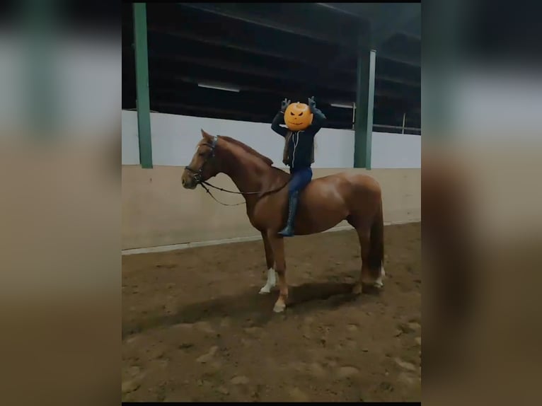 Hannoveriano Caballo castrado 5 años 166 cm Alazán in Seeth