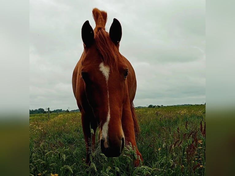 Hannoveriano Caballo castrado 5 años 166 cm Alazán in Seeth