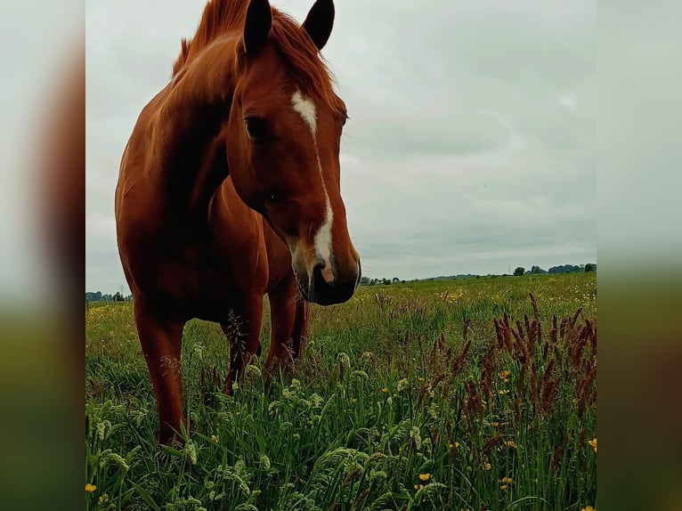 Hannoveriano Caballo castrado 5 años 166 cm Alazán in Seeth