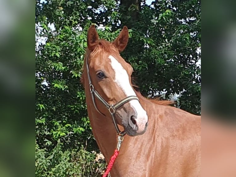 Hannoveriano Caballo castrado 5 años 166 cm Alazán in Wietmarschen