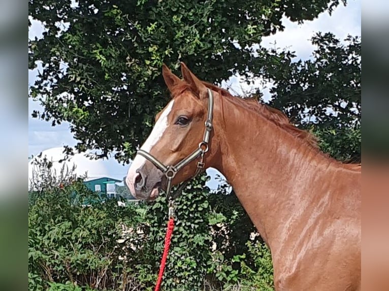 Hannoveriano Caballo castrado 5 años 166 cm Alazán in Wietmarschen