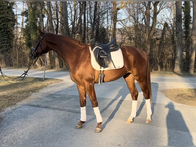 Hannoveriano Caballo castrado 5 años 166 cm Alazán in Pöllau