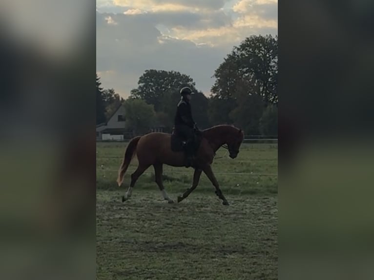 Hannoveriano Caballo castrado 5 años 166 cm Alazán in Stöckse