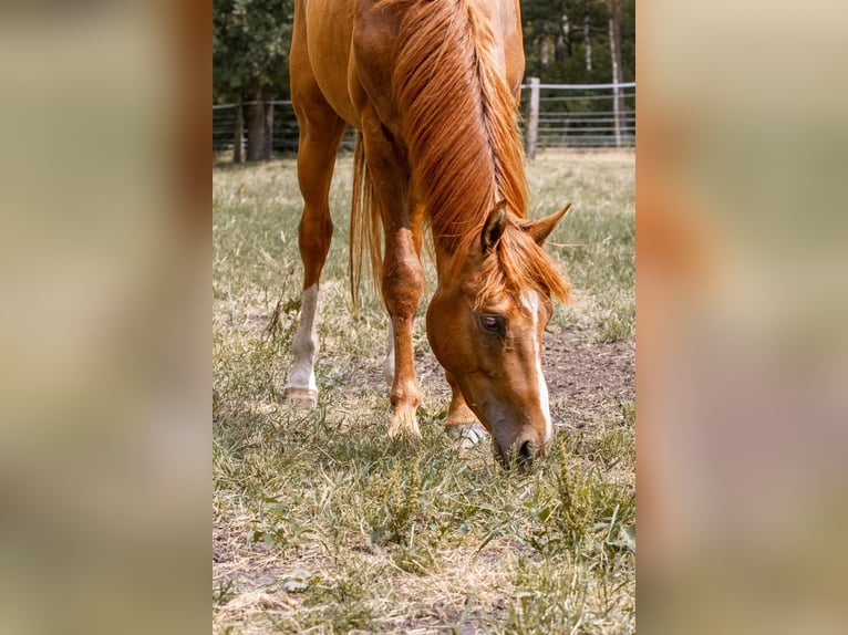Hannoveriano Caballo castrado 5 años 166 cm Alazán in Stöckse
