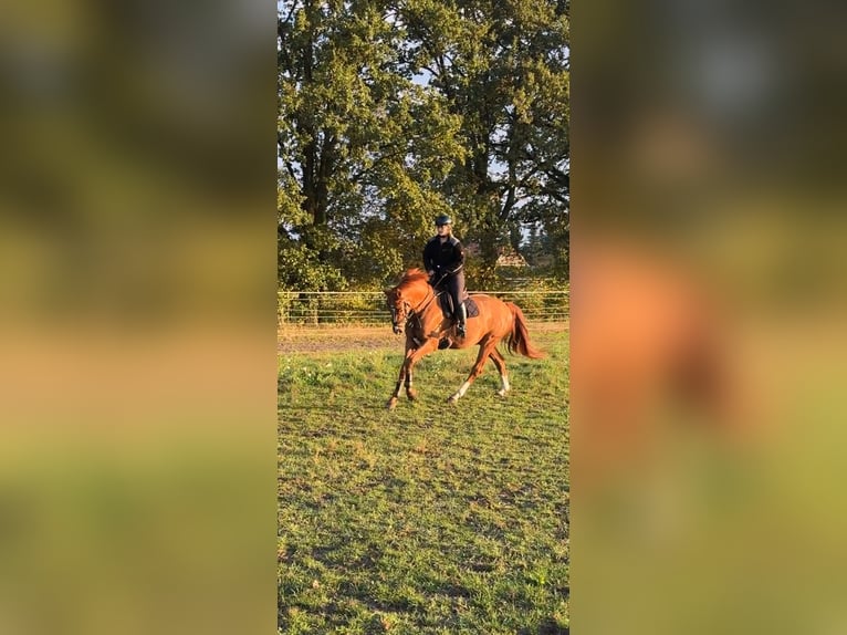 Hannoveriano Caballo castrado 5 años 166 cm Alazán in Stöckse