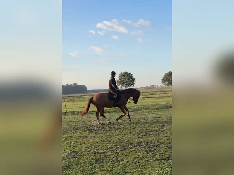 Hannoveriano Caballo castrado 5 años 166 cm Alazán in Stöckse