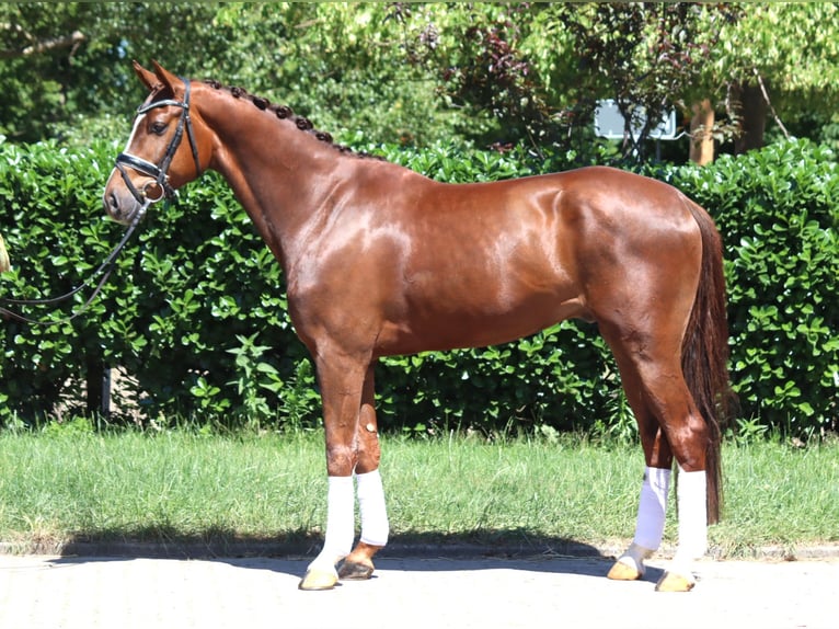 Hannoveriano Caballo castrado 5 años 166 cm Alazán-tostado in Selsingen