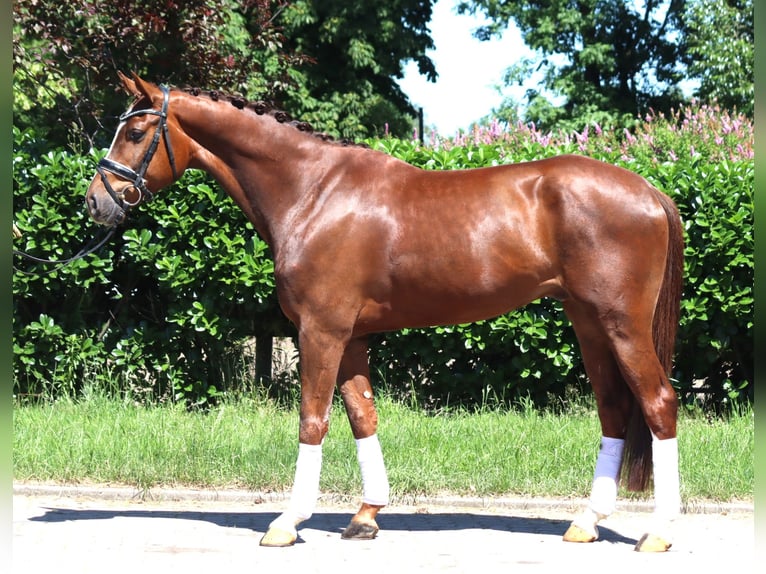 Hannoveriano Caballo castrado 5 años 166 cm Alazán-tostado in Selsingen