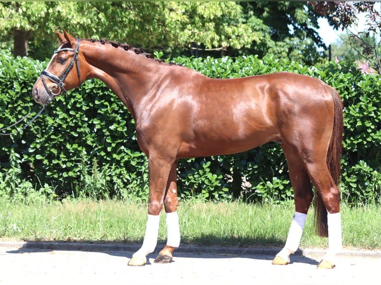 Hannoveriano Caballo castrado 5 años 166 cm Alazán-tostado in Selsingen