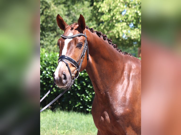 Hannoveriano Caballo castrado 5 años 166 cm Alazán-tostado in Selsingen