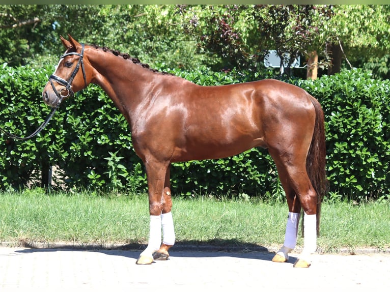 Hannoveriano Caballo castrado 5 años 166 cm Alazán-tostado in Selsingen
