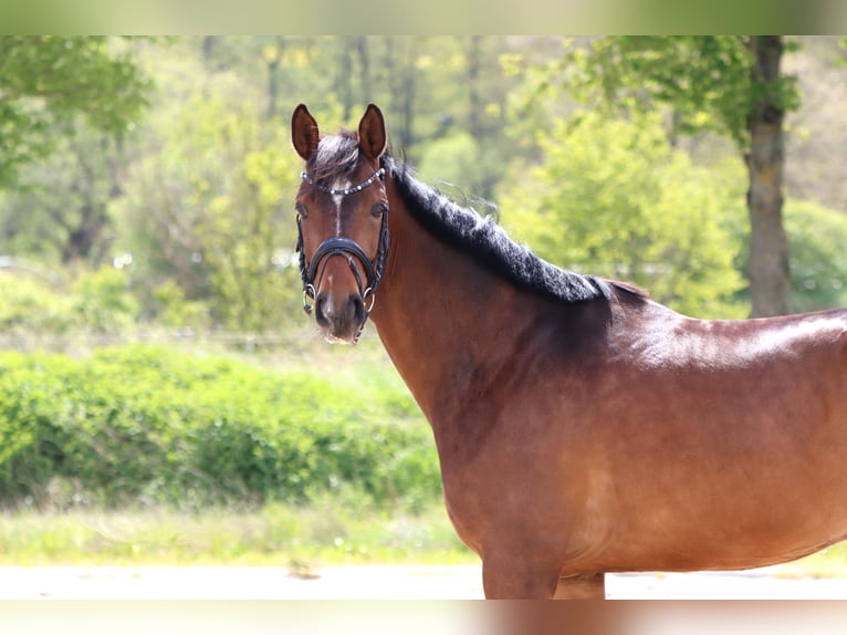 Hannoveriano Caballo castrado 5 años 166 cm Castaño in Standenbühl