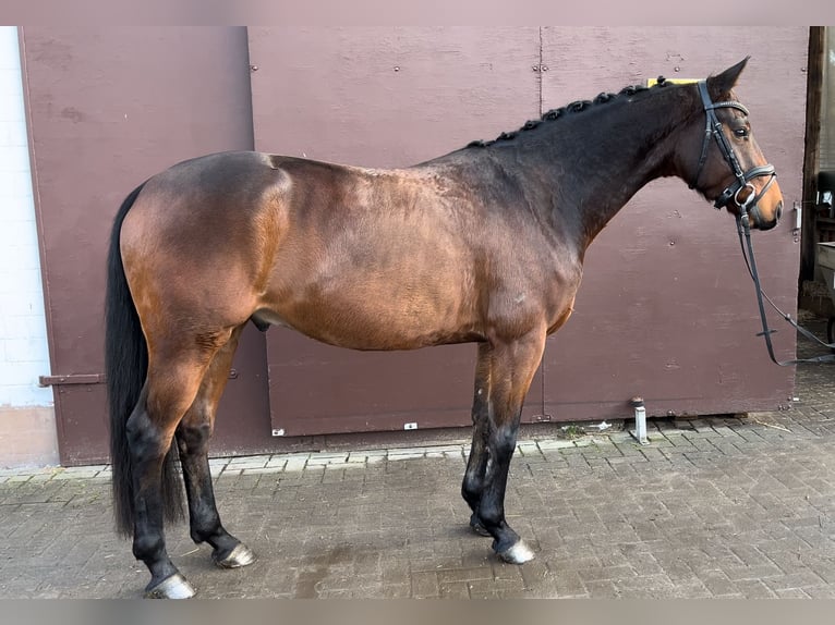 Hannoveriano Caballo castrado 5 años 166 cm Castaño in Nienburg (Weser)