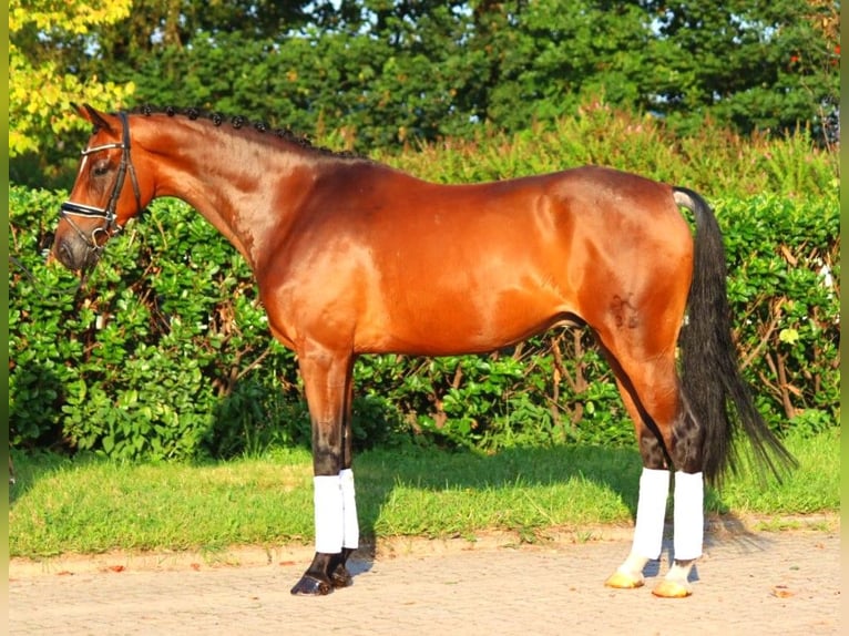 Hannoveriano Caballo castrado 5 años 166 cm Castaño in Selsingen