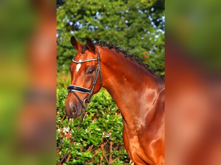 Hannoveriano Caballo castrado 5 años 166 cm Castaño in Selsingen