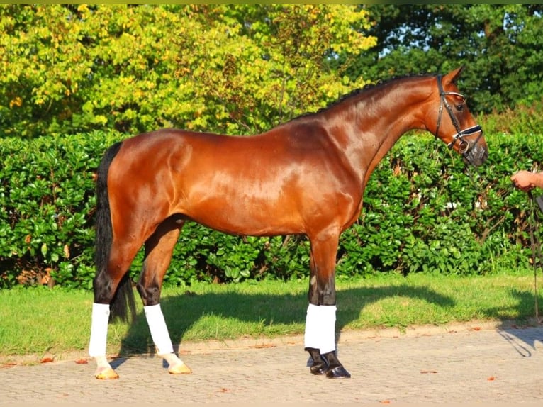 Hannoveriano Caballo castrado 5 años 166 cm Castaño in Selsingen