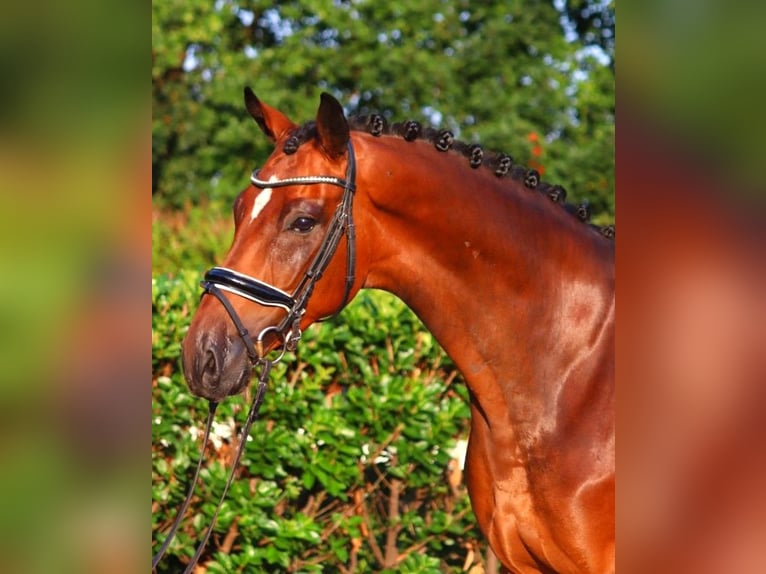 Hannoveriano Caballo castrado 5 años 166 cm Castaño in Selsingen