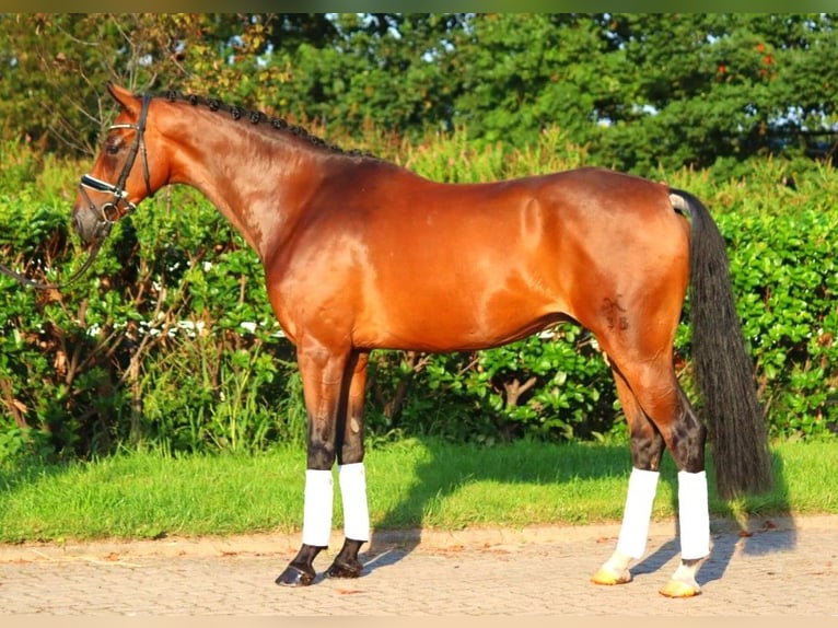 Hannoveriano Caballo castrado 5 años 166 cm Castaño in Selsingen