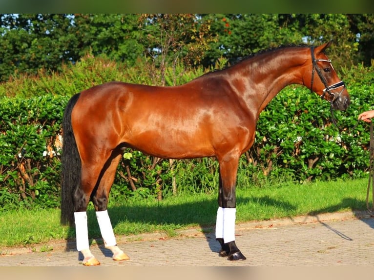 Hannoveriano Caballo castrado 5 años 166 cm Castaño in Selsingen