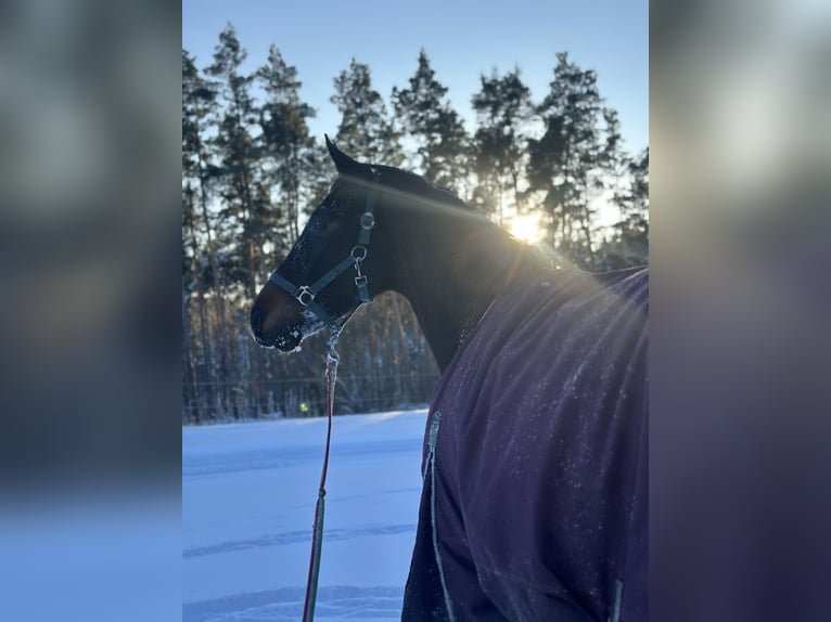 Hannoveriano Caballo castrado 5 años 166 cm Castaño oscuro in Teupitz