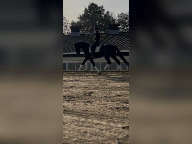 Hannoveriano Caballo castrado 5 años 166 cm Castaño oscuro in Teupitz