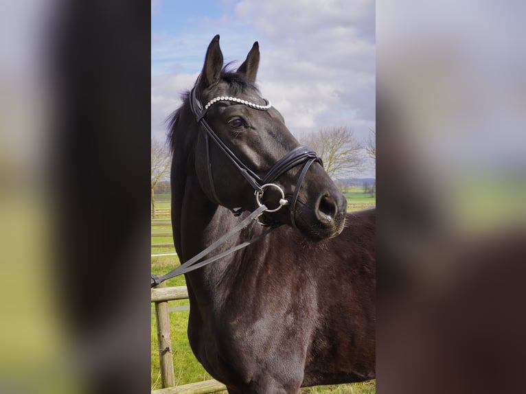 Hannoveriano Caballo castrado 5 años 166 cm Negro in Springe