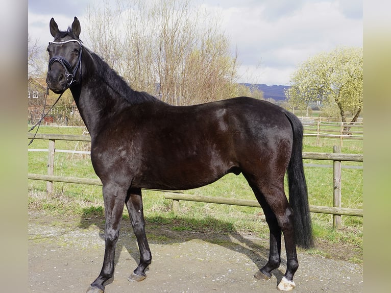 Hannoveriano Caballo castrado 5 años 166 cm Negro in Springe