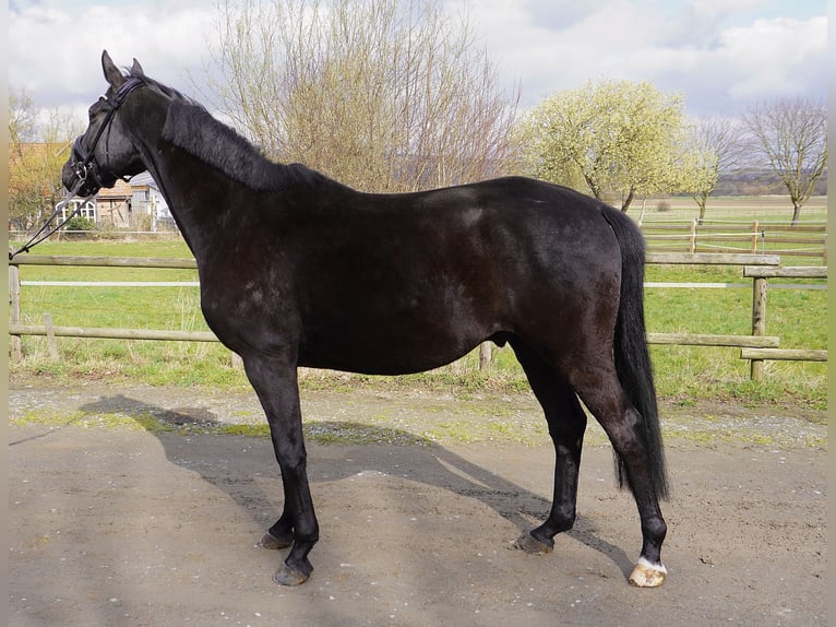 Hannoveriano Caballo castrado 5 años 166 cm Negro in Springe