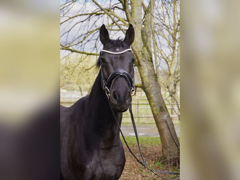 Hannoveriano Caballo castrado 5 años 166 cm Negro in Springe