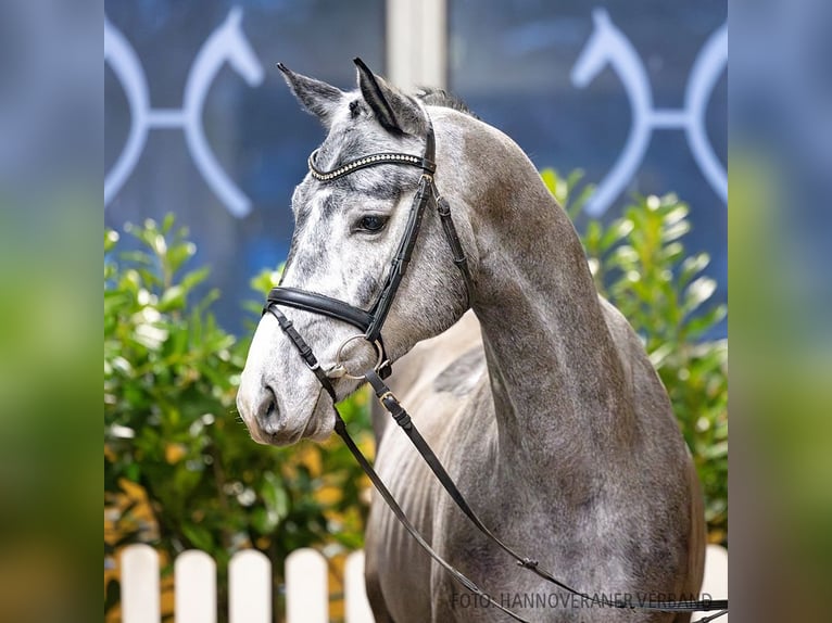 Hannoveriano Caballo castrado 5 años 166 cm Negro in Verden