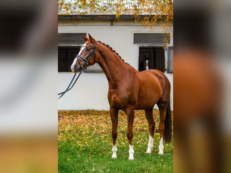 Hannoveriano Caballo castrado 5 años 167 cm Alazán-tostado in Burgdorf