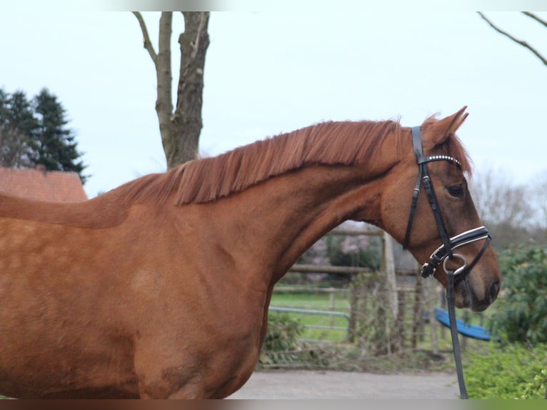 Hannoveriano Caballo castrado 5 años 167 cm Alazán-tostado in Kutenholz