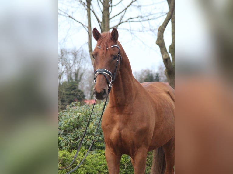 Hannoveriano Caballo castrado 5 años 167 cm Alazán-tostado in Kutenholz