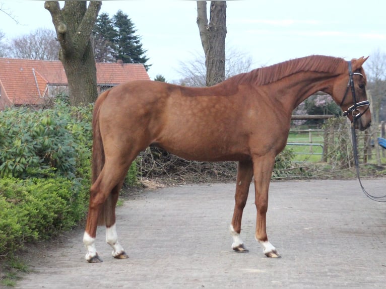 Hannoveriano Caballo castrado 5 años 167 cm Alazán-tostado in Kutenholz