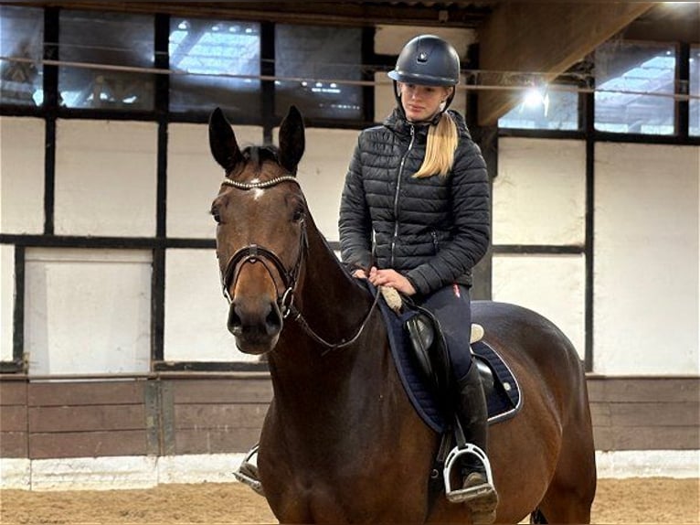 Hannoveriano Caballo castrado 5 años 167 cm Castaño in Verden (Aller) Hannoveriano Caballo castrado 5 años 167 cm Castaño in Verden (Aller)