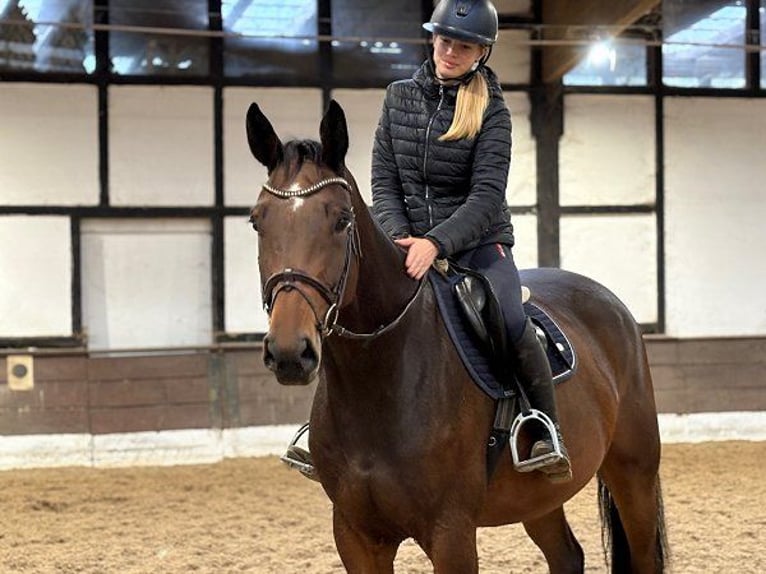 Hannoveriano Caballo castrado 5 años 167 cm Castaño in Verden (Aller) Hannoveriano Caballo castrado 5 años 167 cm Castaño in Verden (Aller)