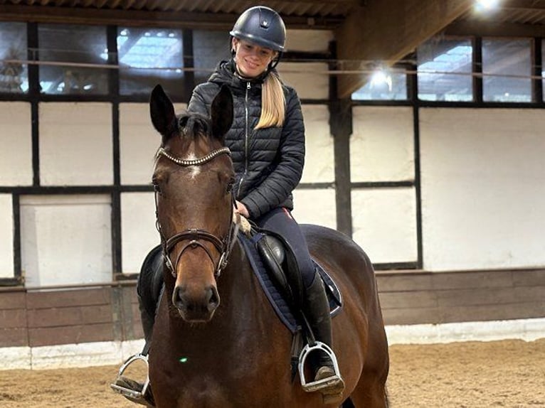 Hannoveriano Caballo castrado 5 años 167 cm Castaño in Verden (Aller) Hannoveriano Caballo castrado 5 años 167 cm Castaño in Verden (Aller)