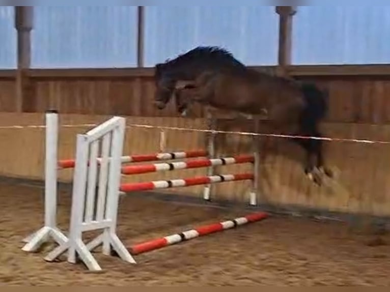 Hannoveriano Caballo castrado 5 años 167 cm Castaño in Kirchlinteln