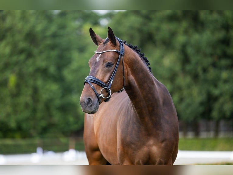 Hannoveriano Caballo castrado 5 años 167 cm Castaño in Girona