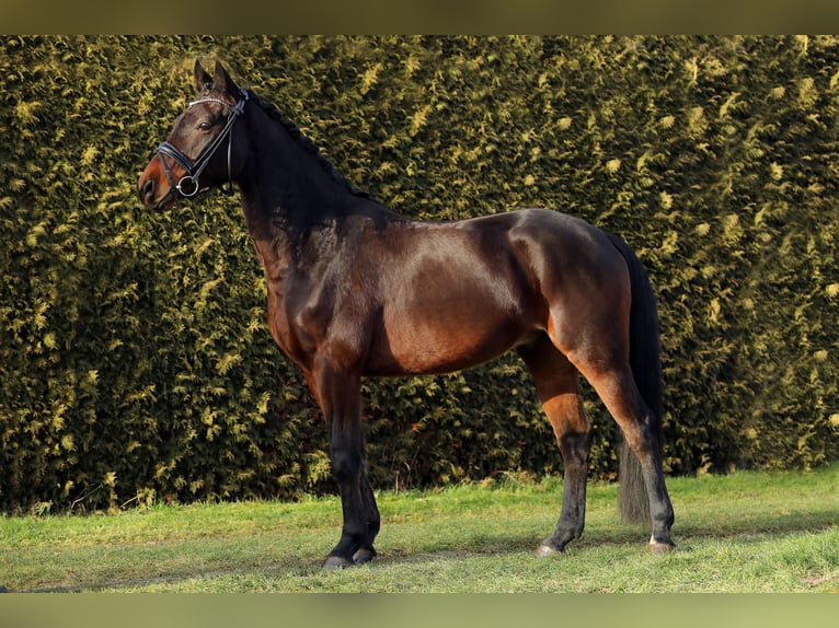 Hannoveriano Caballo castrado 5 años 167 cm Castaño oscuro in Altenstadt