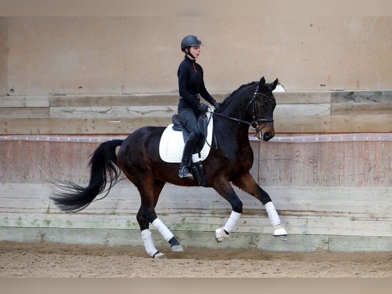 Hannoveriano Caballo castrado 5 años 167 cm Castaño oscuro in Altenstadt