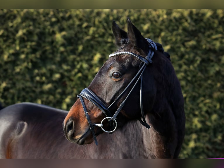 Hannoveriano Caballo castrado 5 años 167 cm Castaño oscuro in Altenstadt