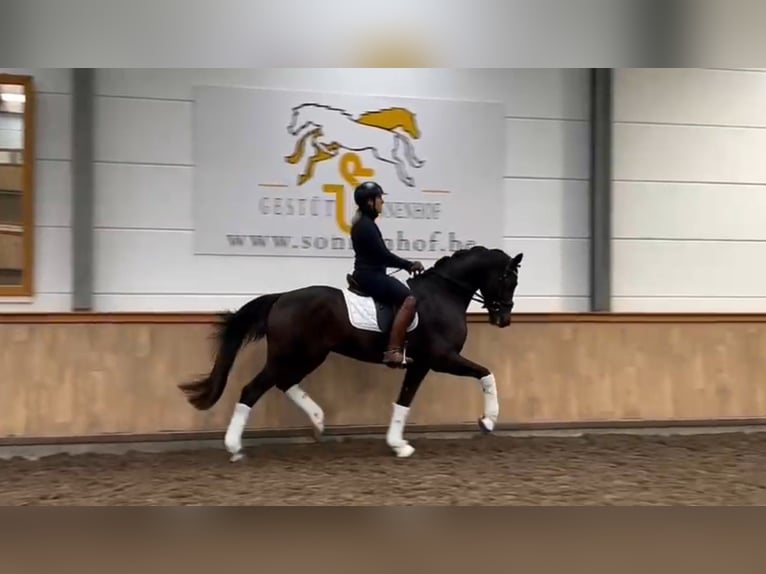 Hannoveriano Caballo castrado 5 años 167 cm Castaño oscuro in St.Vith