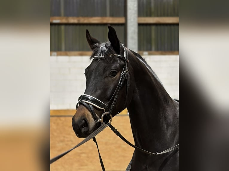 Hannoveriano Caballo castrado 5 años 167 cm Castaño oscuro in Goslar