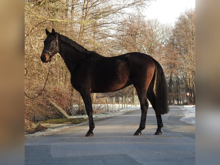 Hannoveriano Caballo castrado 5 años 167 cm Castaño oscuro in Verl