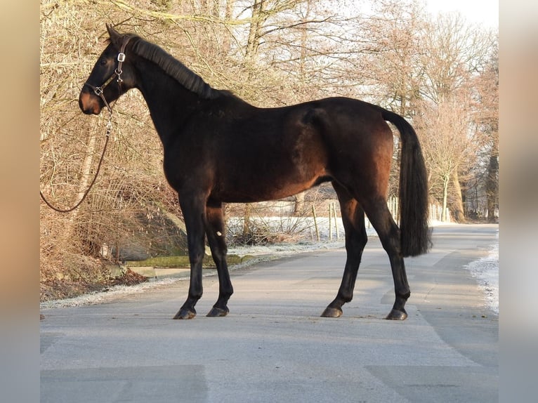 Hannoveriano Caballo castrado 5 años 167 cm Castaño oscuro in Verl