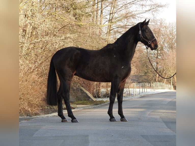 Hannoveriano Caballo castrado 5 años 167 cm Castaño oscuro in Verl